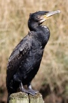 Cormoran-web.jpg