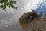 Monstre-Penfeld-web.jpg